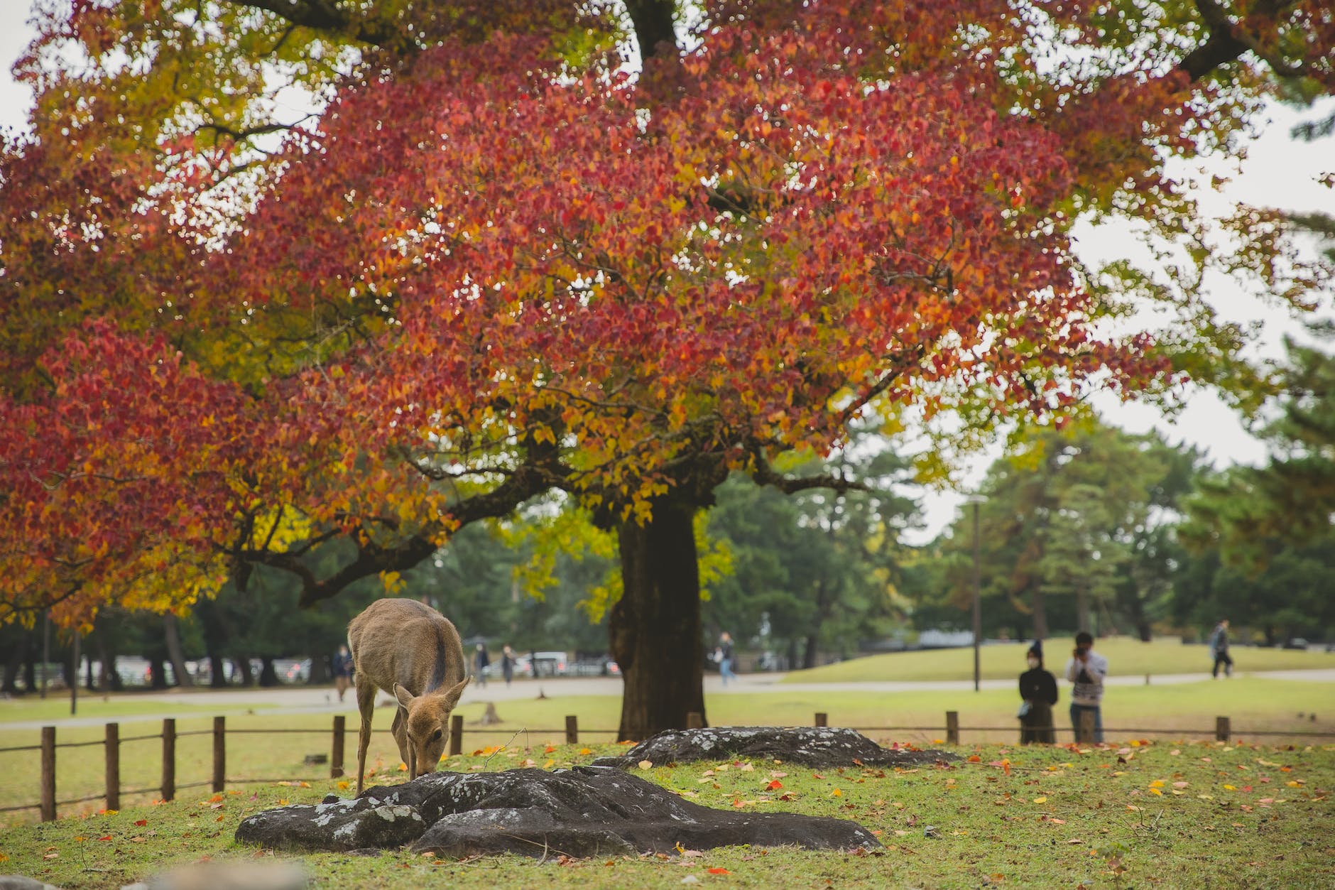 deer grazing in park under colorful autumn tree